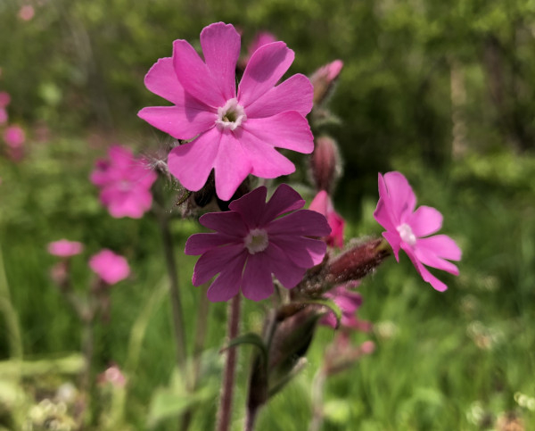 Compagnon rouge (Silene dioica) &copy; Nicolas Macaire / LPO
